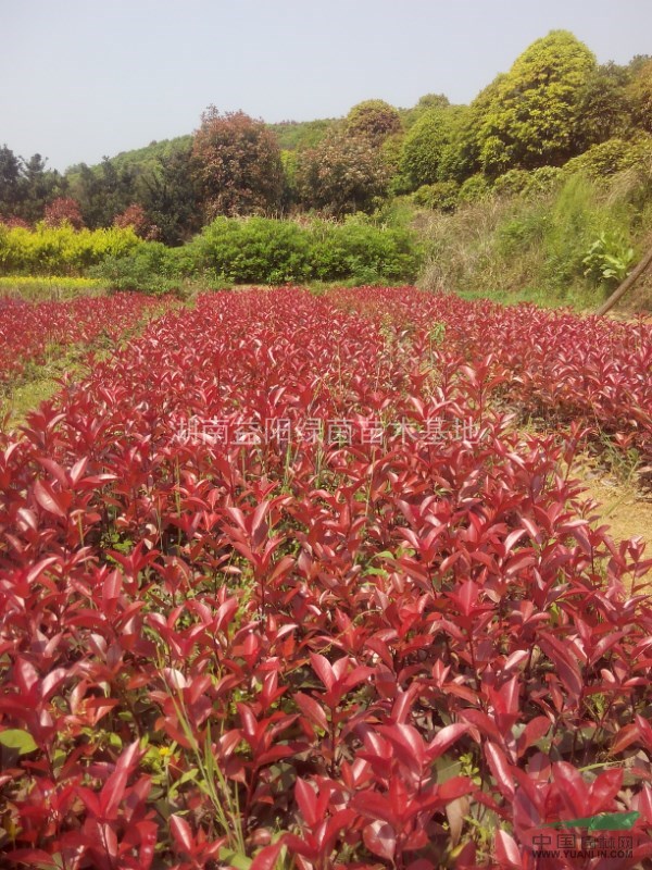 供應(yīng)各種花卉植物小苗