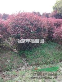 江蘇紅葉石楠