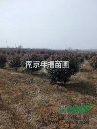 江蘇紅葉石楠