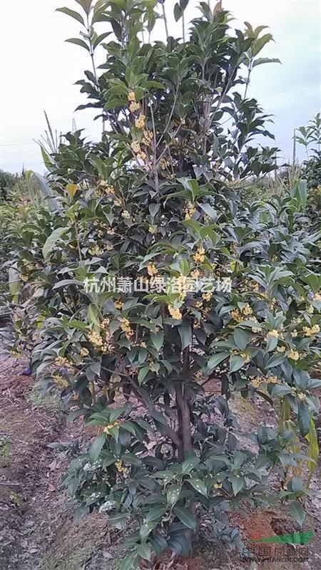 浙江杭州蕭山區(qū)供應(yīng)八月小金桂，自產(chǎn)自銷，一手貨源
