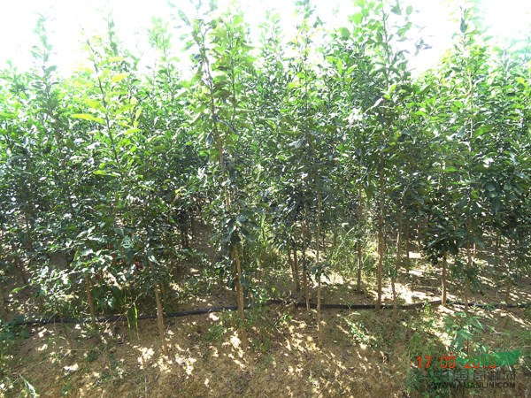 1-3公分香泡價(jià)格|香泡大量供應(yīng)|江西松升園林