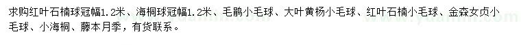 求購紅葉石楠球、海桐球、毛鵑小毛球等
