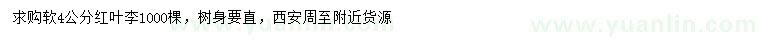 求購4公分紅葉李