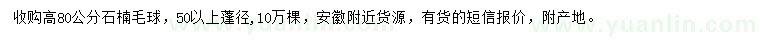 求購高80公分石楠毛球