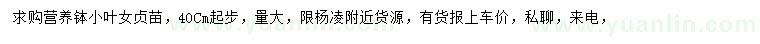 求購40公分以上小葉女貞