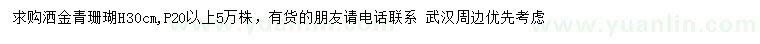 求購高30公分灑金青珊瑚
