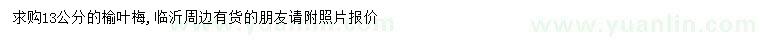 求購13公分榆葉梅