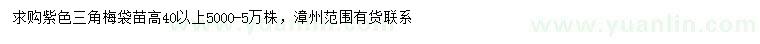 求購高40公分以上紫色三角梅