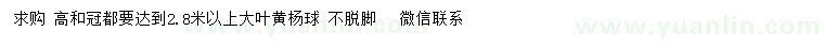 求購高2.8米以上大葉黃楊球