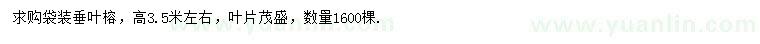 求購(gòu)高3.5米垂葉榕