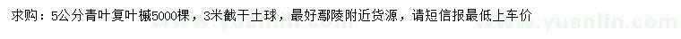 求購5公分青葉復(fù)葉槭