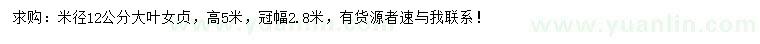 求購米徑12公分大葉女貞