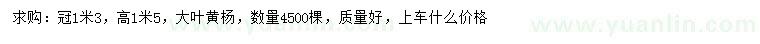 求購高1.5米大葉黃楊