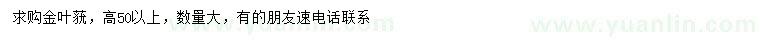 求購高50公分以上金葉蕕