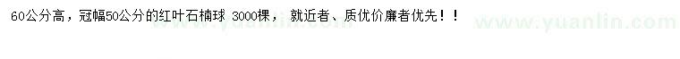 求購(gòu)高60公分紅葉石楠