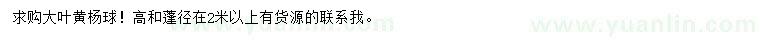 求購高2米以上大葉黃楊球
