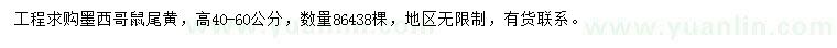 求購高40-60公分墨西哥鼠尾黃