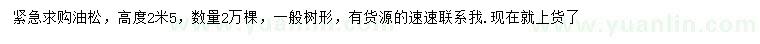 求購高2米油松