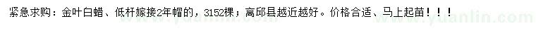 求購低桿嫁接2年帽金葉白蠟