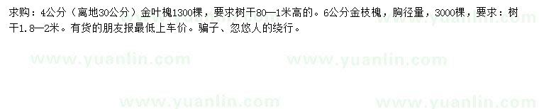 求購(gòu)4公分金葉槐、6公分金枝槐