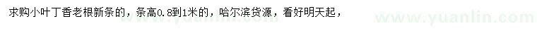 求購(gòu)高0.8-1米小葉丁香