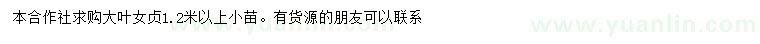 求購1.2米以上大葉女貞
