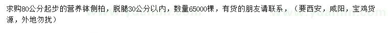 求購80公分以上側柏