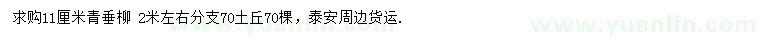 求購11公分青垂柳