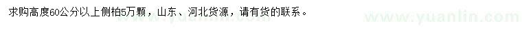 求購高度60公分以上側(cè)柏
