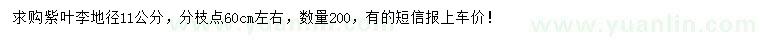 求購地徑11公分紫葉李