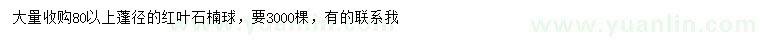 求購冠幅80公分以上紅葉石楠球