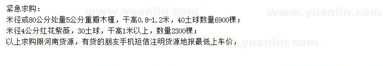 求購米徑或80公分處量5公分重瓣木槿、米徑4公分紅花紫薇