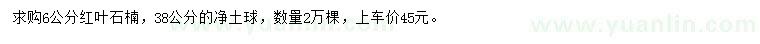 求購6公分紅葉石楠