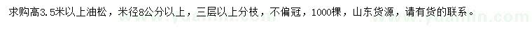 求購(gòu)高3.5米以上油松