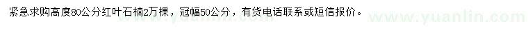 求購高度80公分紅葉石楠