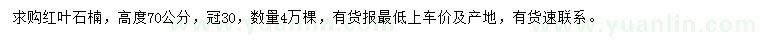 求購(gòu)高70公分紅葉石楠