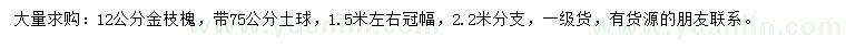 求購12公分金枝槐
