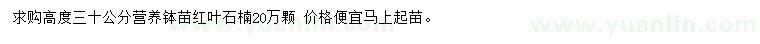求購高30公分紅葉石楠
