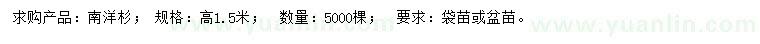 求購高1.5米南洋杉