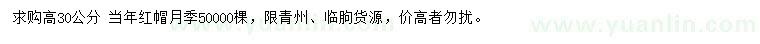求購(gòu)高30公分紅帽月季