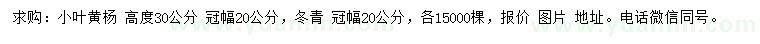 求購高30公分小葉黃楊
