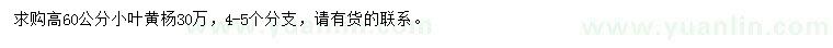 求購高60公分小葉黃楊