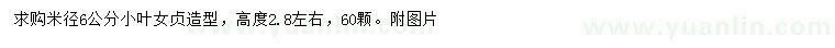 求購米徑6公分小葉女貞