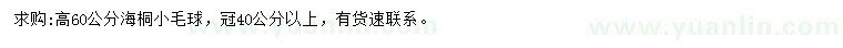求購(gòu)高60公分海桐小毛球