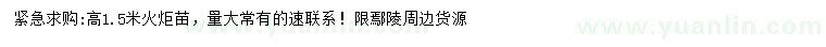求購高1.5米火炬苗
