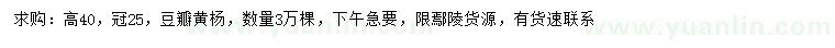 求購高40公分豆瓣黃楊