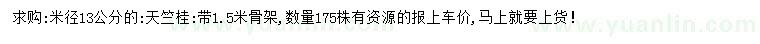 求購米徑13公分天竺桂