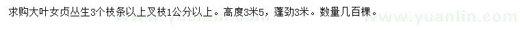 求購高3.5米大葉女貞