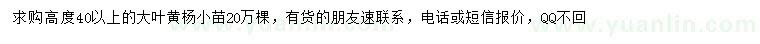 求購高40公分以上大葉黃楊