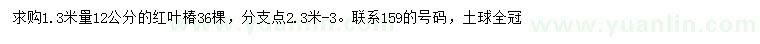 求購1.3米量12公分紅葉椿